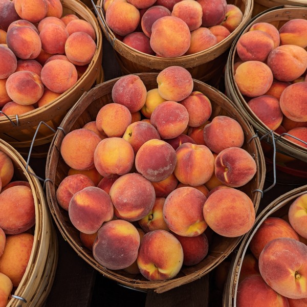 bushels of peaches
