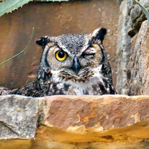A black, brown, and white great horned owl winks at the camera from her nest.
