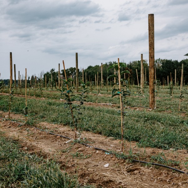 Newly planted Malus sieversii at Cornell AgriTech.
