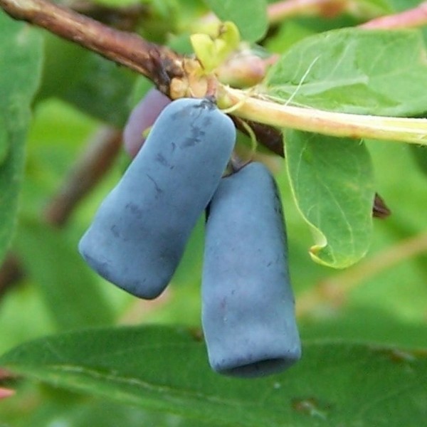blue cylindrical berries