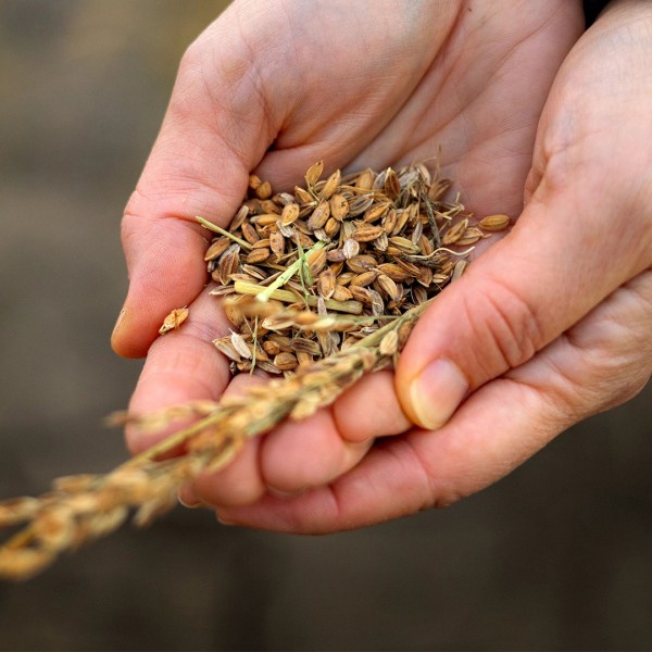 rice grains in hands