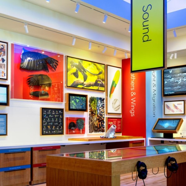 Bird Discovery Lab at the Lab of Ornithology Visit Center