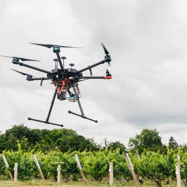 Drone flying over a research vineyard.