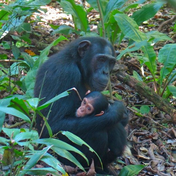a mother chimp holds her baby in the forest