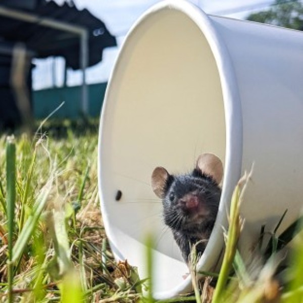 Mouse's head sticking out of a bucket that is laying sideways on green grass
