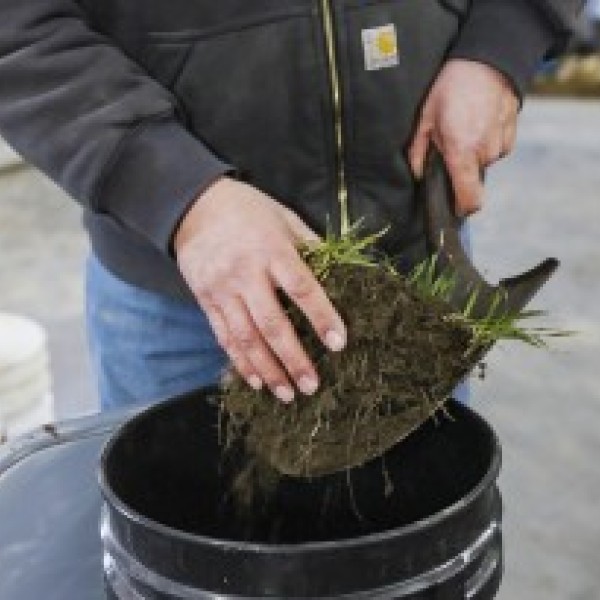 Hands lift up a clump of grass supported by a shovel, showing off its roots