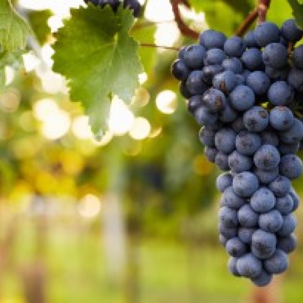 Purple grapes hanging on a vine