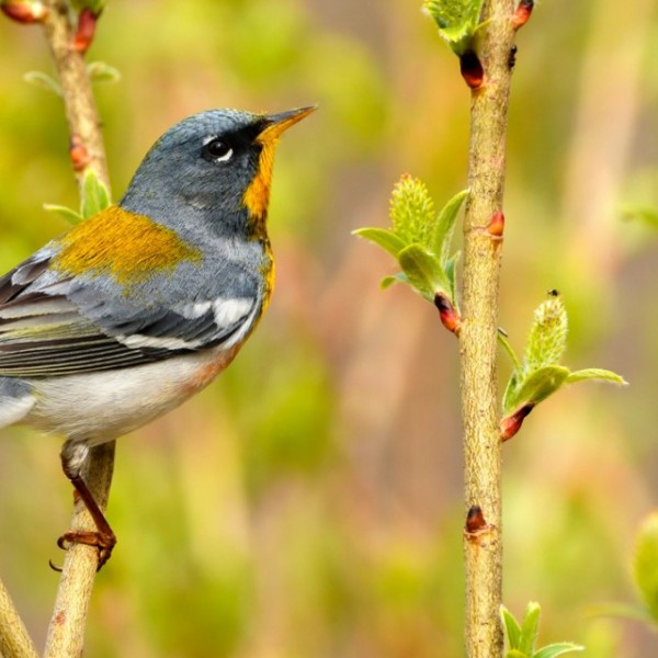 Northern Parula sitting on a branch