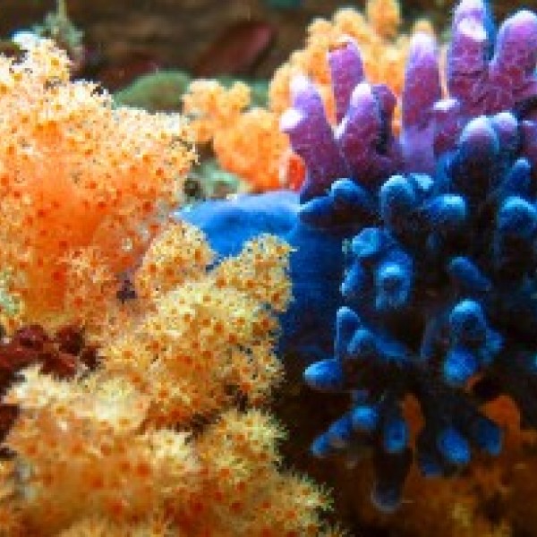 colorful image of a coral reef
