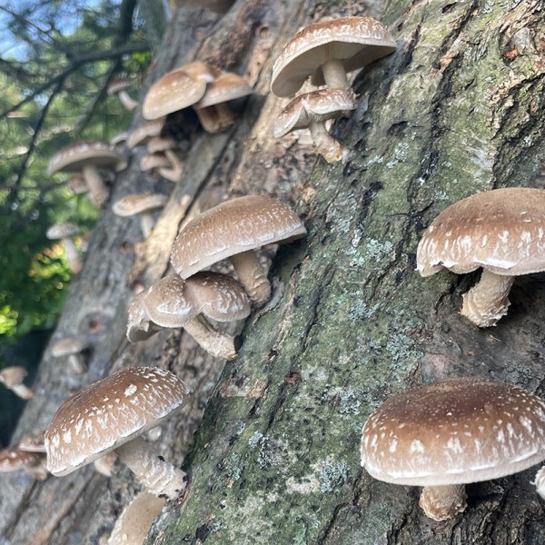 Shiitake harvest