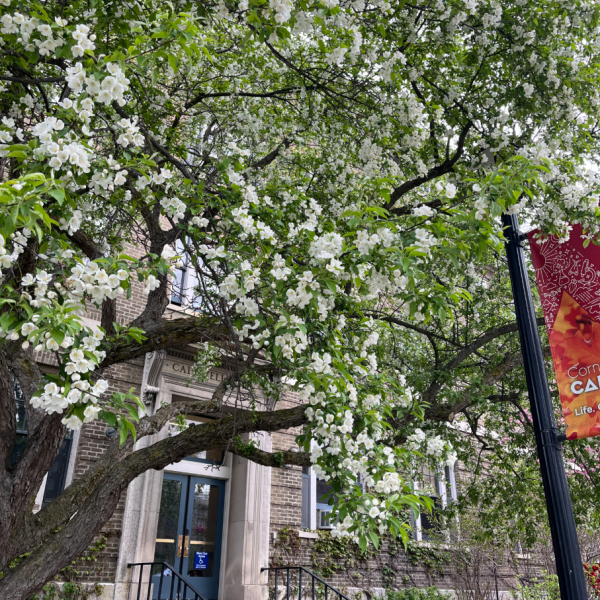 The entrance of Caldwell Hall behind a tree with white flowers.