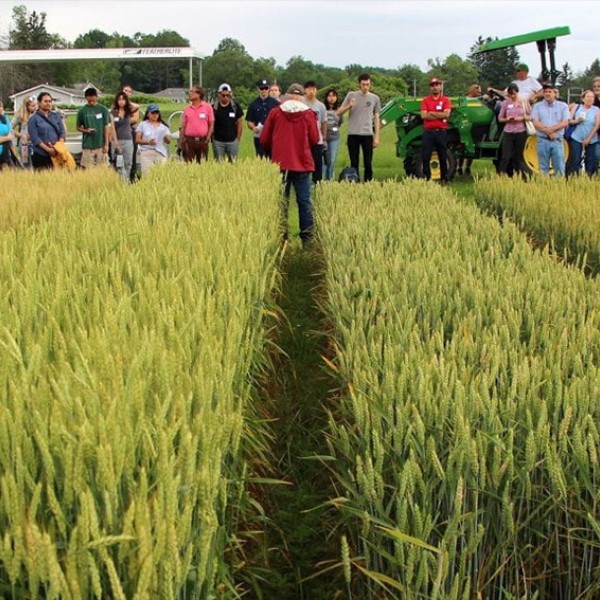 sorrells small grain breeding talk