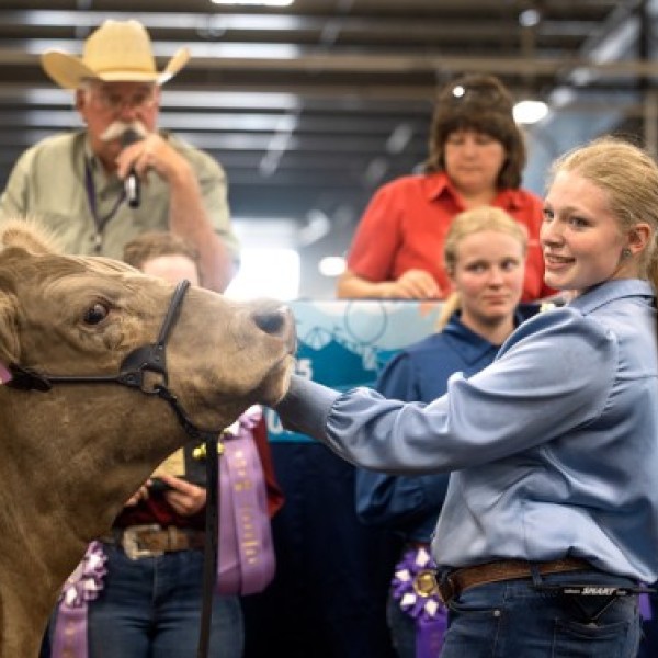 Jolene Mesch, 13, presents her steer for sale at the 4-H Livestock Program’s annual auction, run by Cornell Cooperative Extension of Erie County.