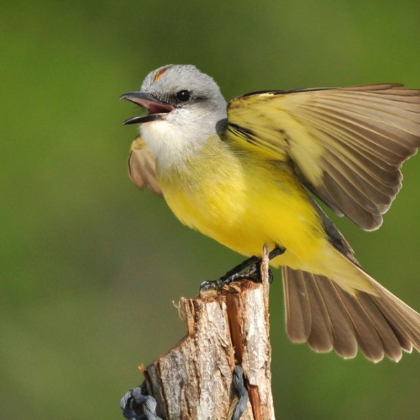 Tropical kingbird
