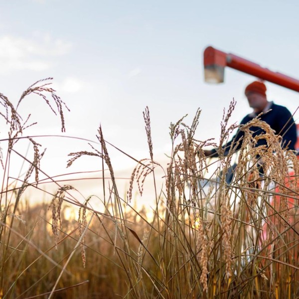 Harvesting Dryland Rice
