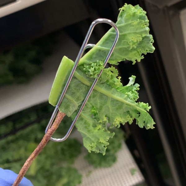 Tweezers holding a piece of lettuce