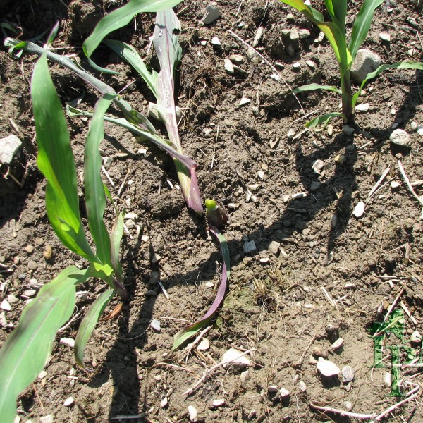 Blackcut Worm Damage