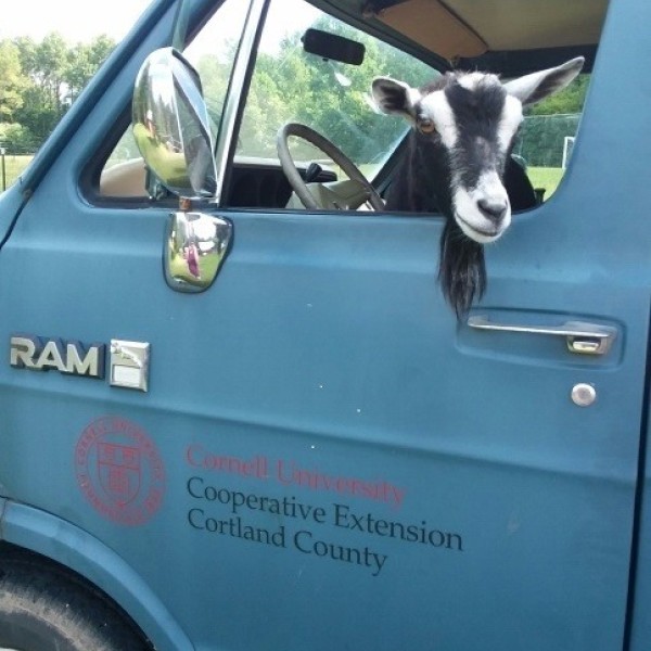 Goat in van