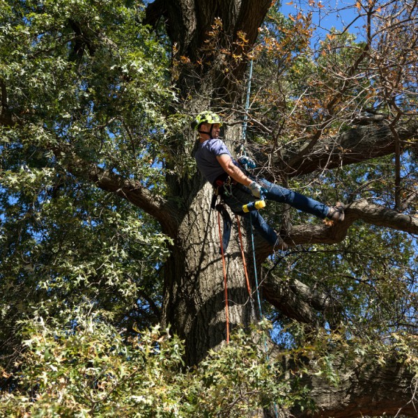A researcher form the NYS Department of Environmental Conservation collects specimens for Oak Wilt assessment in Prospect Park, Brooklyn.