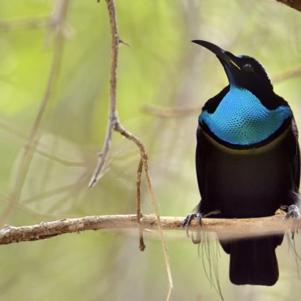 Magnificent Riflebird
