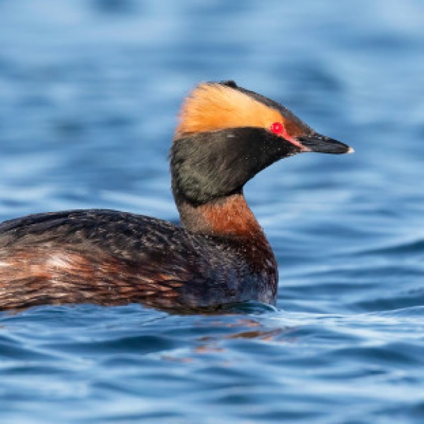 A horned grebe floating in water