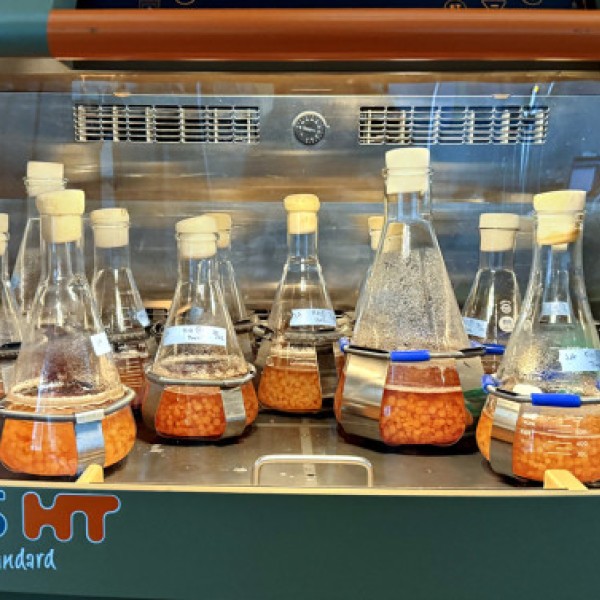 experimental flasks of flocculent pellets