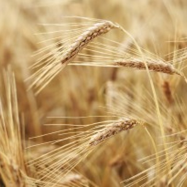 Close up of wheat in a field