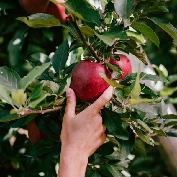 Hand grabbing apple