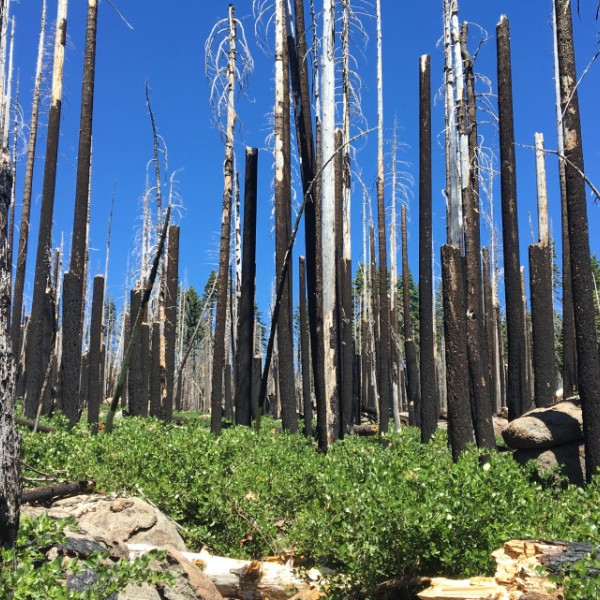 burned area of forest
