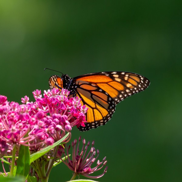 A monarch butterfly on milkweed.