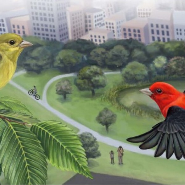 Yellow bird on the left and red bird on the right