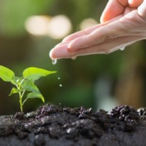 Hand watering a small sprout in the ground