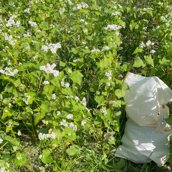 A bag in a field of buds