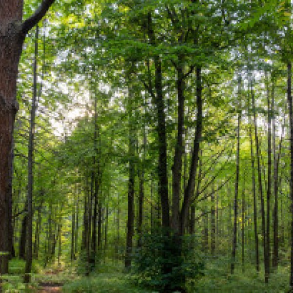 Forest with green trees