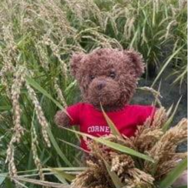 Cornell teddy in a field of arborio rice