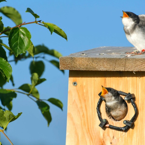 Young tree swallows beg for food from a parent who is foraging nearby.