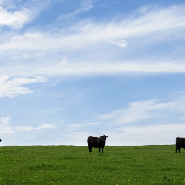 Cattle at Centerdale Farm in Black River, New York.