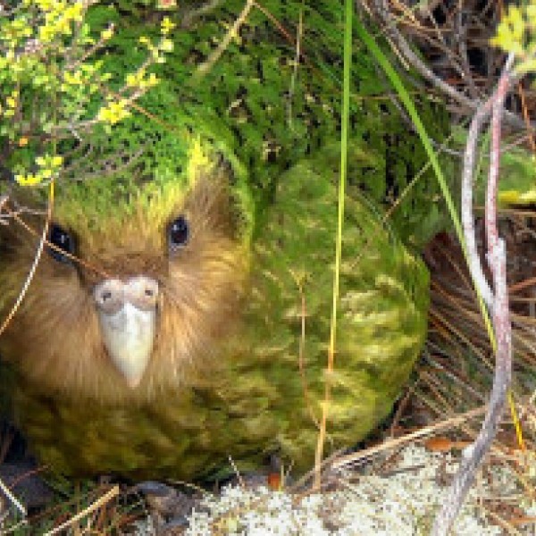 kākāpō bird