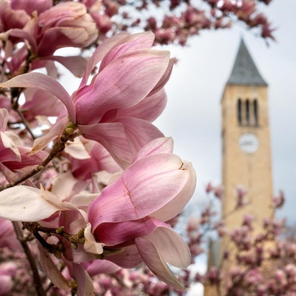 Flowering tree with McGraw Tower in the background