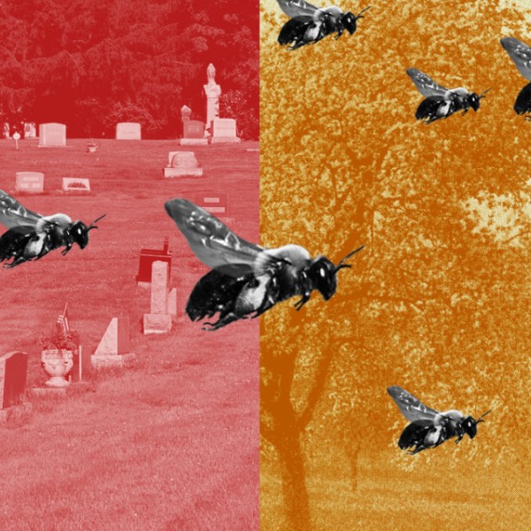 Illustration with bees over a cemetery and fruit trees