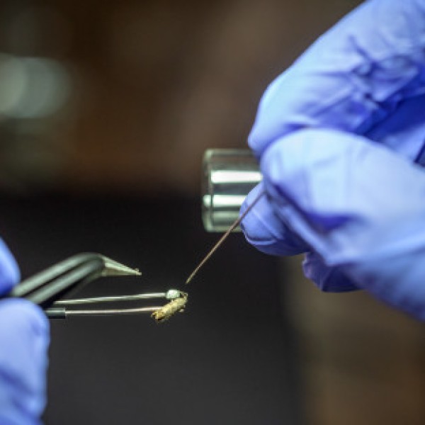 electroantennogram being placed on an insect