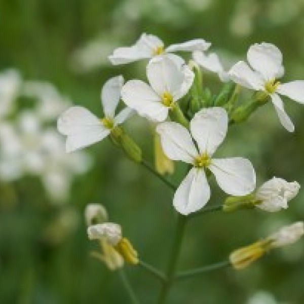 Close up of wildflowers in a field