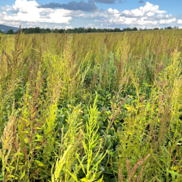 Waterhemp field