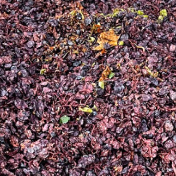 Close up of Grape Pomace