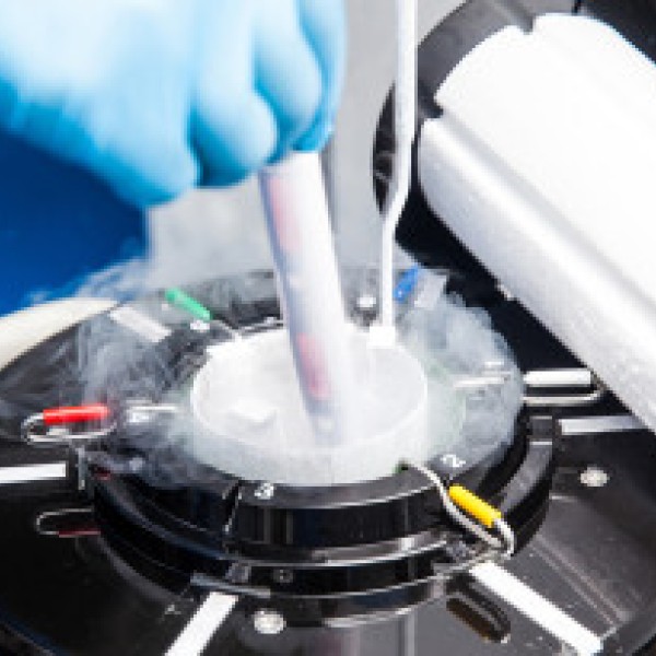 embryo freezing 