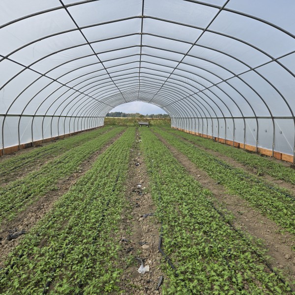 Rows of green crops growing inside a large, transparent, arched greenhouse structure stretching into the distance.