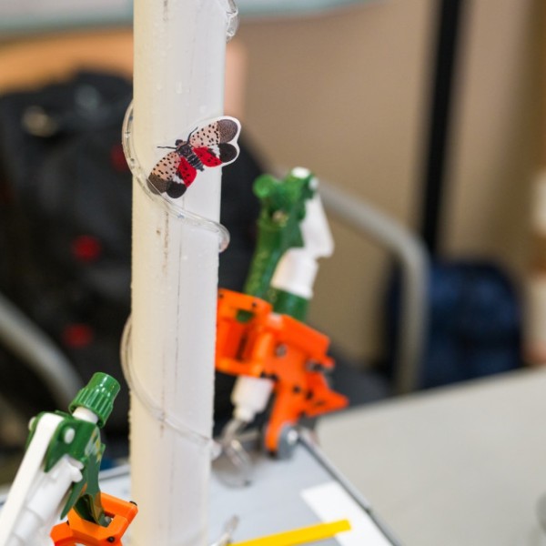An imitation spotted lantern fly perched on a prototype designed to protect vineyards from the harmful invasive species. 