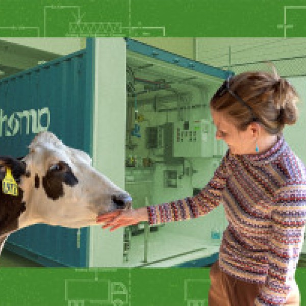 Illustration of woman touching cow with a background of a building schematic
