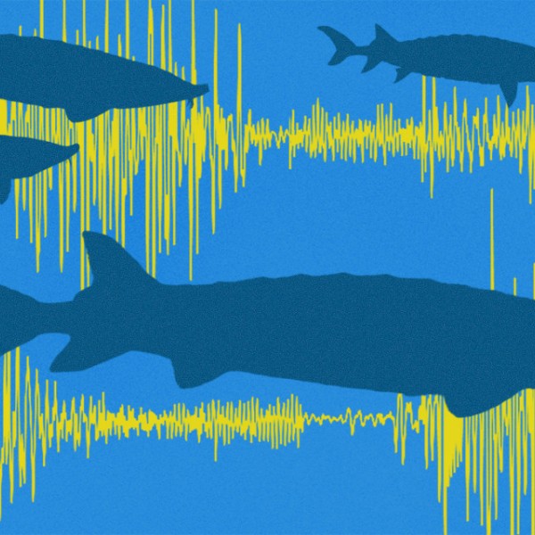 Illustration of sturgeon swimming with yellow sound waves in the background