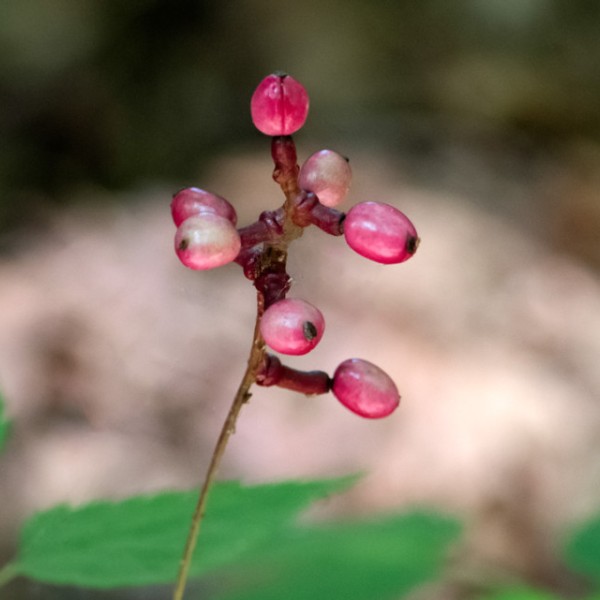 Actaea rhodostigma